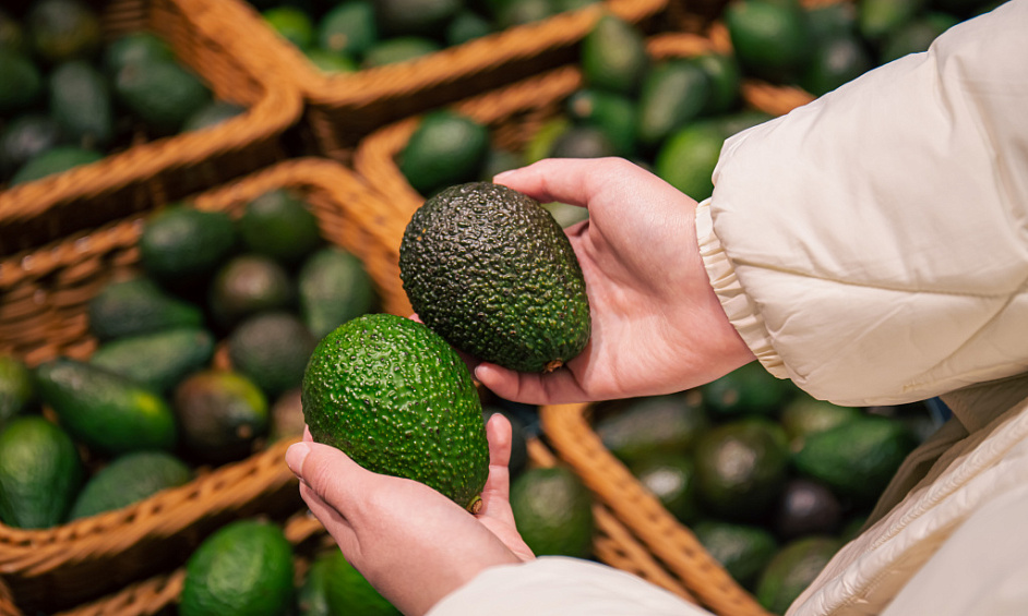 Avocado Orchard Business for Sale Far North 1