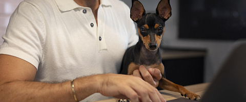 Pet Service Businesses for sale in Auckland City 201806