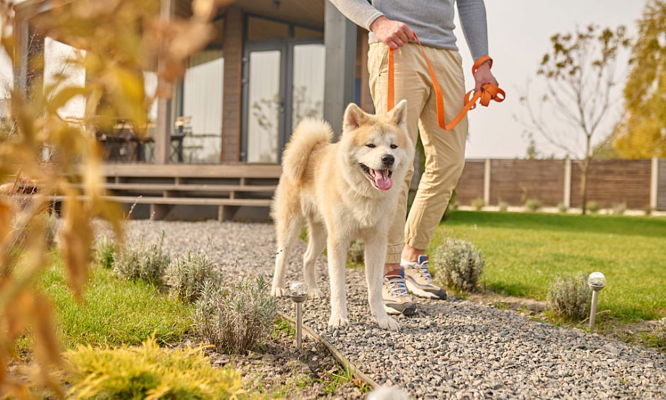 Lifestyle Property & Doggy Day Care Business for Sale Waiuku Auckland 1
