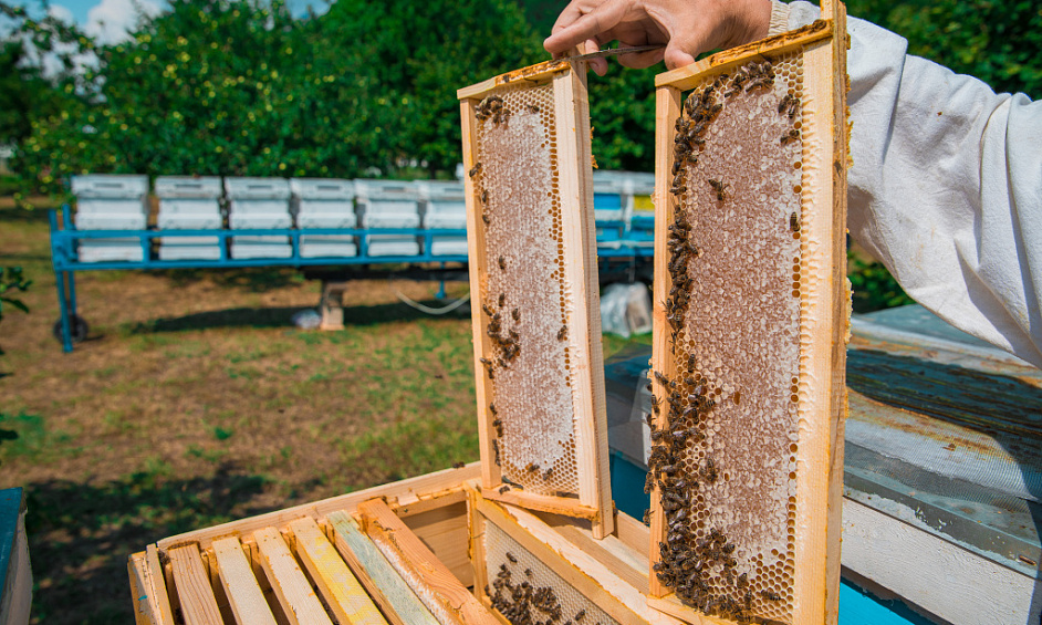 Apiary Business for Sale Greater Auckland Region 1