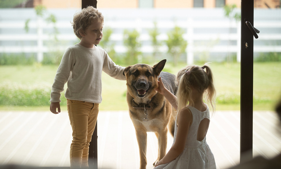 Doggy Daycare Business for Sale Bay of Plenty 1