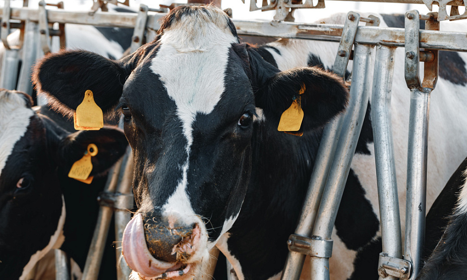 Dairy Farm Relief Services Business for Sale Waikato 1