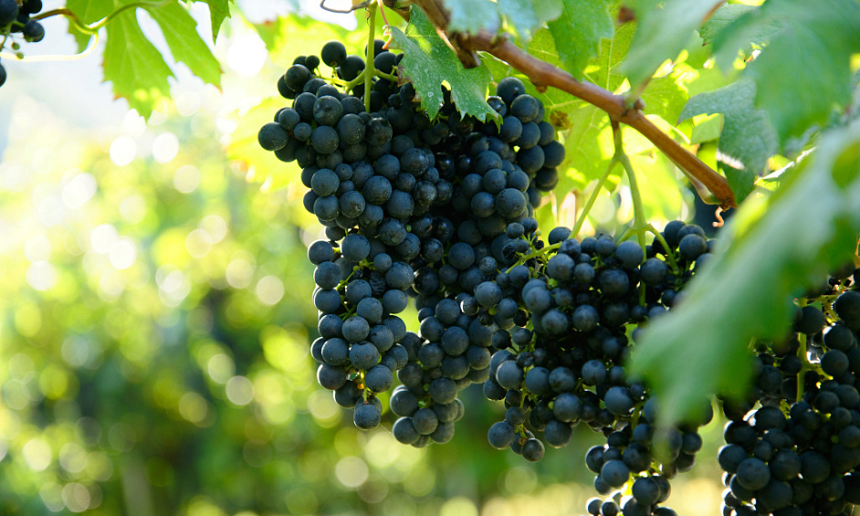 Lender Pre-Qualified, Award-Winning Vineyard Estate In New Zealand For Sale 1
